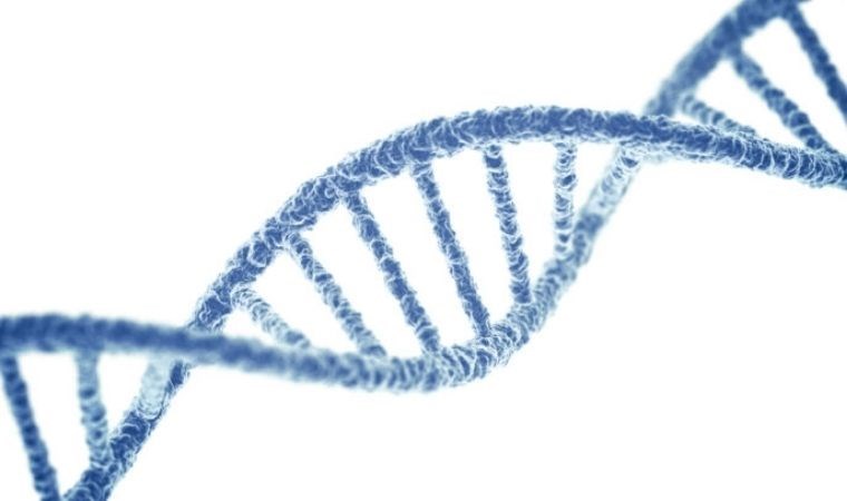 Ezber bozan araştırma: Evrim sanıldığı gibi rastgele olmuyor!