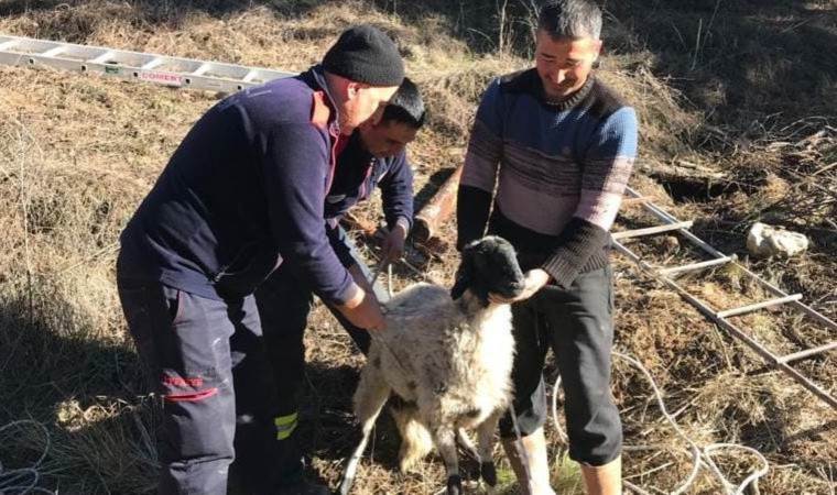 Su kuyusuna düşen koyun kurtarıldı