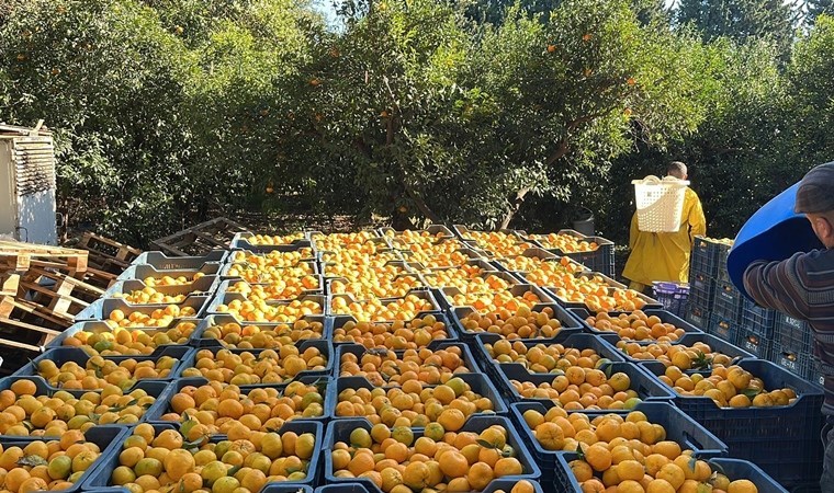 Fiyat farkı dudak uçuklattı: Bodrum mandalinası bahçede 5, İstanbul’da 50 TL
