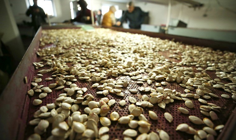 Hasat edildikten sonra çekirdeği alınıyor! 6 bin kavanoz tatlı üretiliyor…