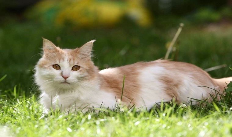 Mahkeme kararını verdi: Eziyet gören kediye tazminat