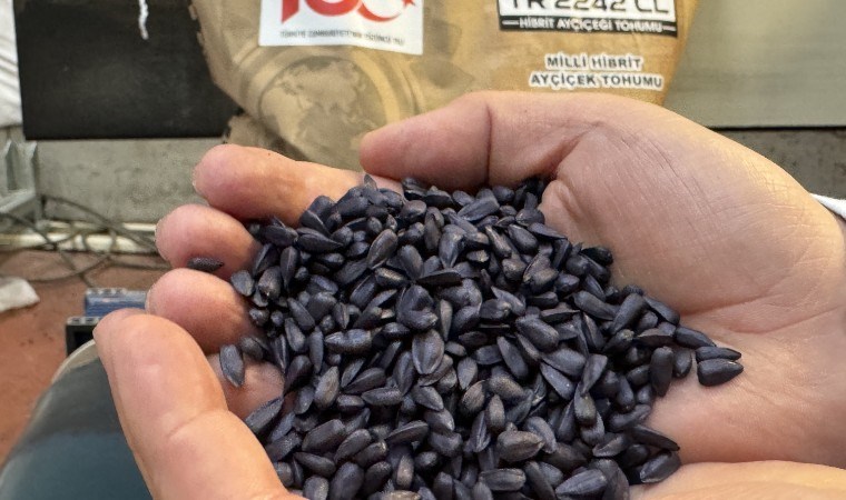 Tekirdağ’da yetiştiriliyor, Rusya’da hasat ediliyor: Hibrit tohum 50 bin dekar alanda ekiliyor…