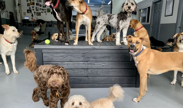 Yeni araştırma küçük köpeklerin daha fazla yaşadığını gösterdi