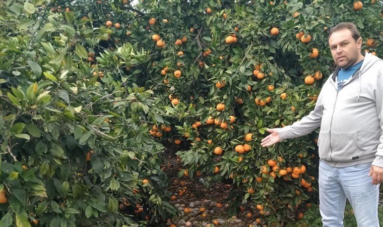 Marketlerde 25 TL’ye satılıyor! Bedavaya dağıtsa da toplayan bulamıyor