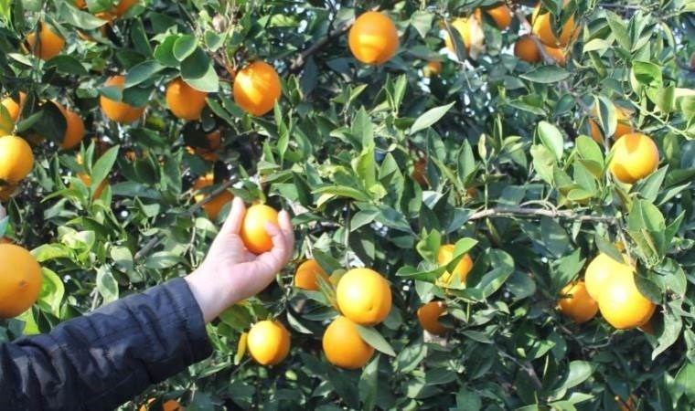 ‘Bütün okullara mandalina dağıtın’