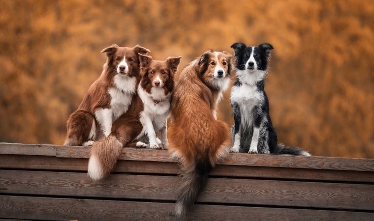 Köpeklerin ömrüyle ilgili ilginç araştırma