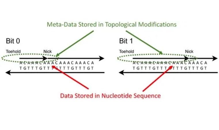 Potansiyeli olan DNA tabanlı bir işlemci geliştirildi