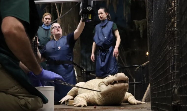 ABD’de hayvanat bahçesindeki bir timsahın midesinden 70 adet madeni para çıkarıldı
