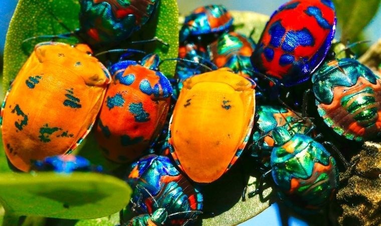 Böcekler de pek çok canlı gibi uyur mu?