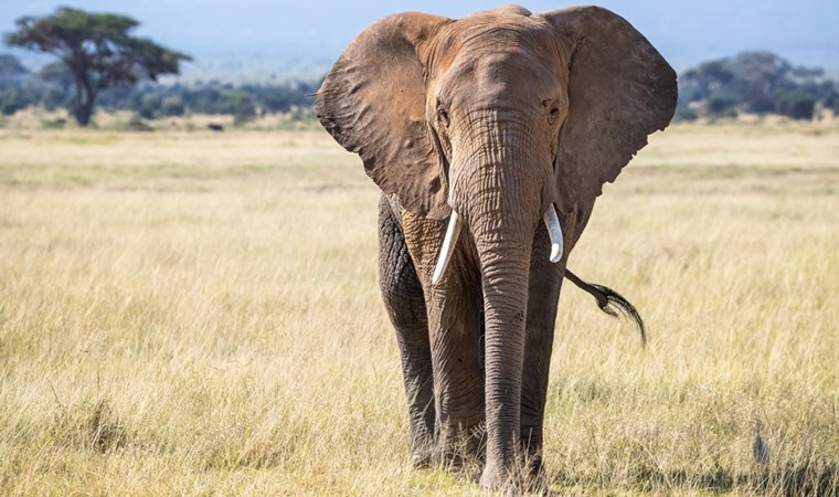 Mahkemeden fil kararı: Eğlence amacına yasak