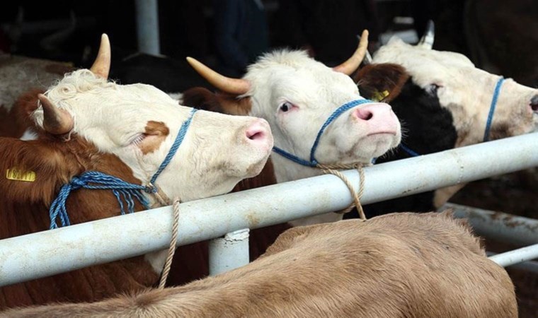 TÜİK: 2023’te büyükbaş ve küçükbaş hayvan sayıları azaldı