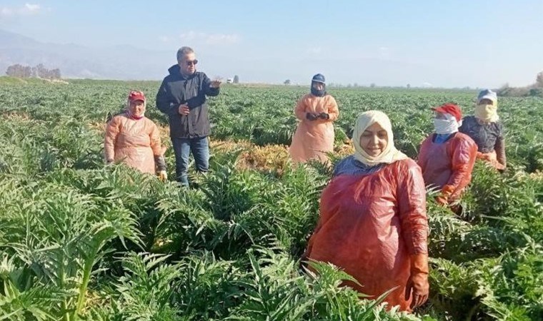 6 bin 500 dönüme ekildi! Hasat başlıyor: Aydın’ın sembol ürünü…