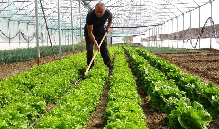İnşaat işini bırakıp memleketine döndü! 2 dönüm alanda 8 ay üretim yapıyor…