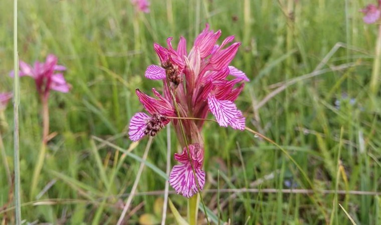Samsun’da üretiliyor, şifa kaynağını dönüştürülüyor! Yılda 2 bin 33 ton üretim…