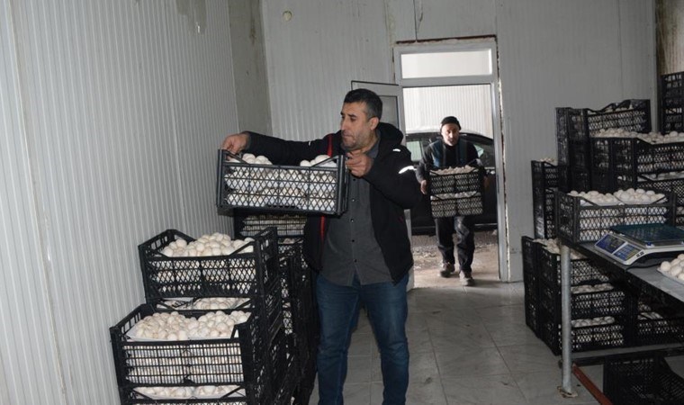 3 günde bir hasat ediliyor: 150 metrekare alanda kurduğu tesisi ile bölgenin ihtiyacını karşılıyor!