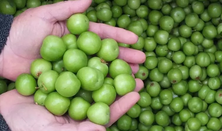 Altın değerinde! 1 kilogram yeşil erik 3 gram altın ediyor