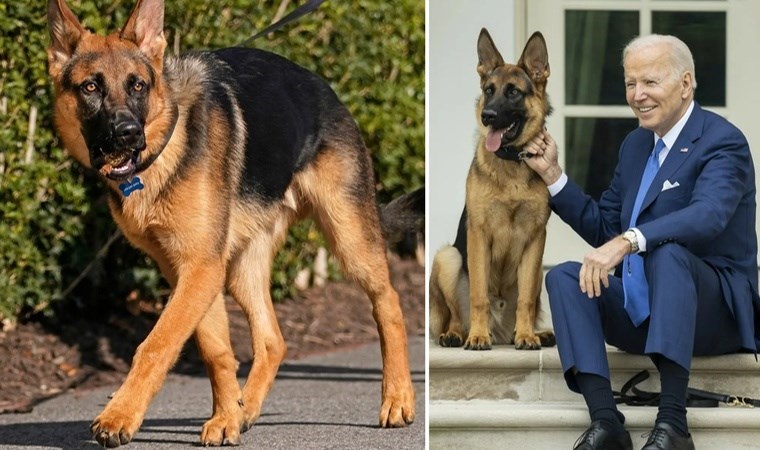 Biden’ın köpeğine ilişkin belgeler paylaşıldı: ’24 Gizli Servis personelini ısırdı’