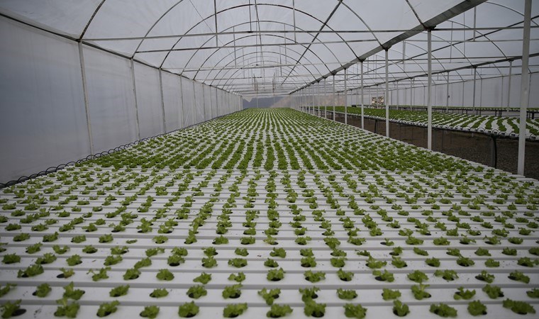 Şehirdeki işlerini bırakıp Rize’ye yerleştiler! 1200 metrekarelik kapalı alanda insan eli değmeden üretim yapıyorlar….