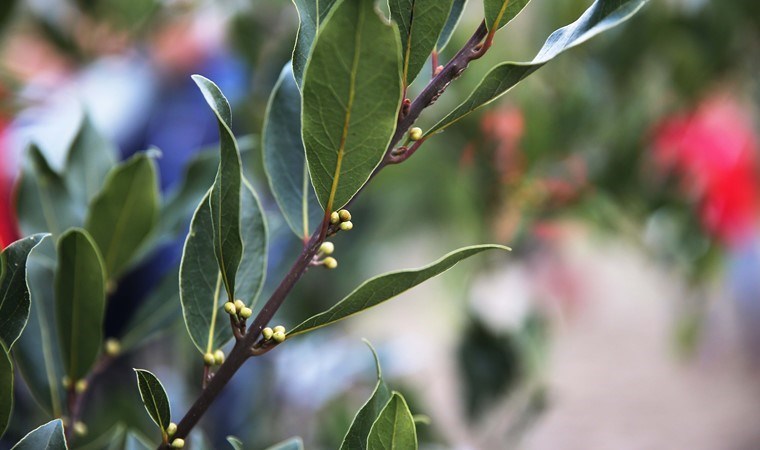 Hibe olarak verildi, gelir kapısı oldu! 4 mevsim yeşil kalıyor…