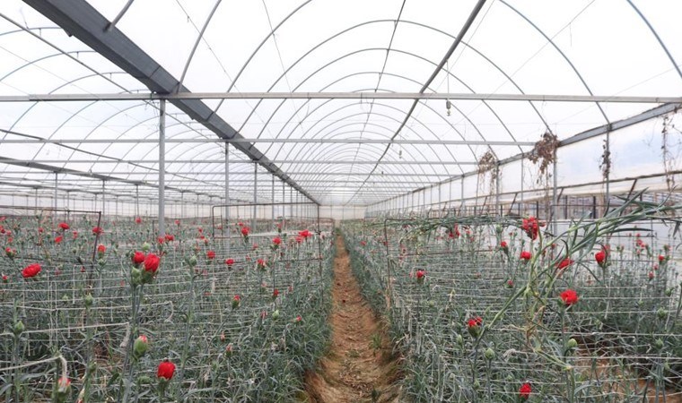 Menderes’te hasat yoğunluğu: Gül erken açtı, fiyatlar yükseldi! ‘Elinizi çabuk tutun’