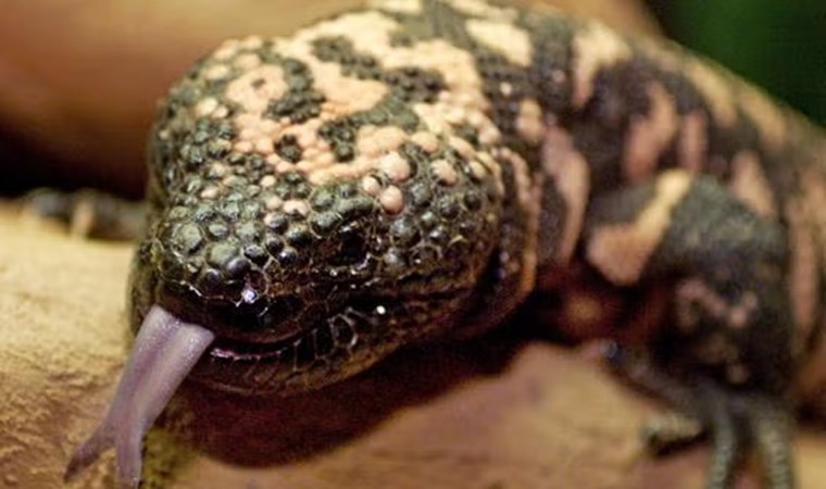 Evinde ‘canavar’ besliyordu: Isırığıyla öldü