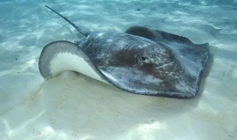 8 yıldır yalnız olan vatoz ‘kendi kendine’ üredi