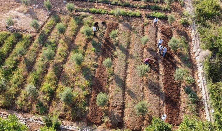 Sinop’ta bir ilk: 700 adet dikildi