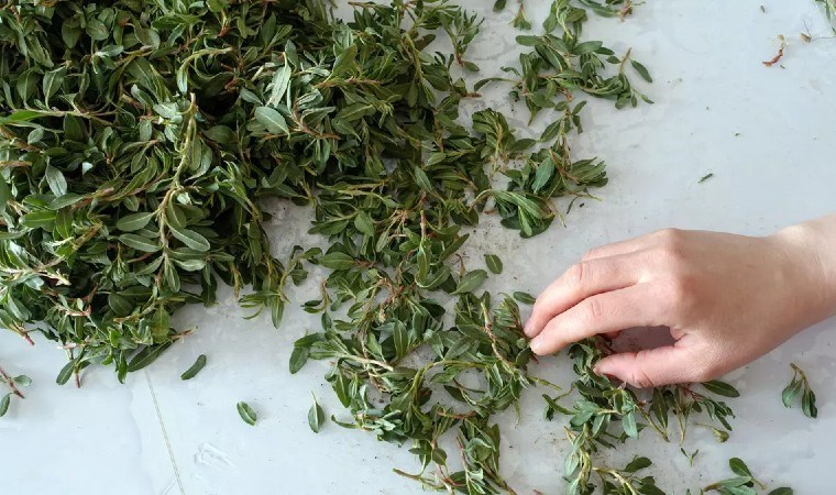 Anadolu’nun gizemli hazinesi: İşte Madımak otu ve bilinmeyen faydaları…