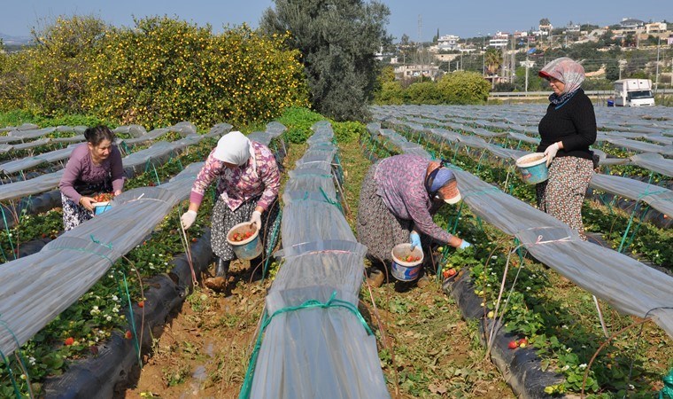 20 bin dönüm arazide hasat devam ediyor: İlçenin geçim kaynağı! Hedef 80 bin ton rekolte