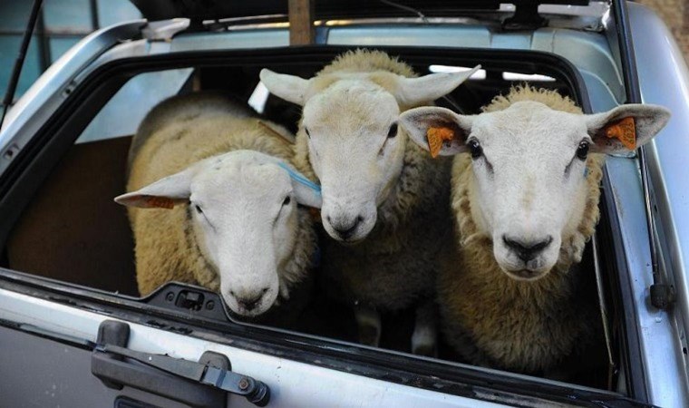 AİHM: Helal kesim yasağı inanç özgürlüğüne aykırı değil