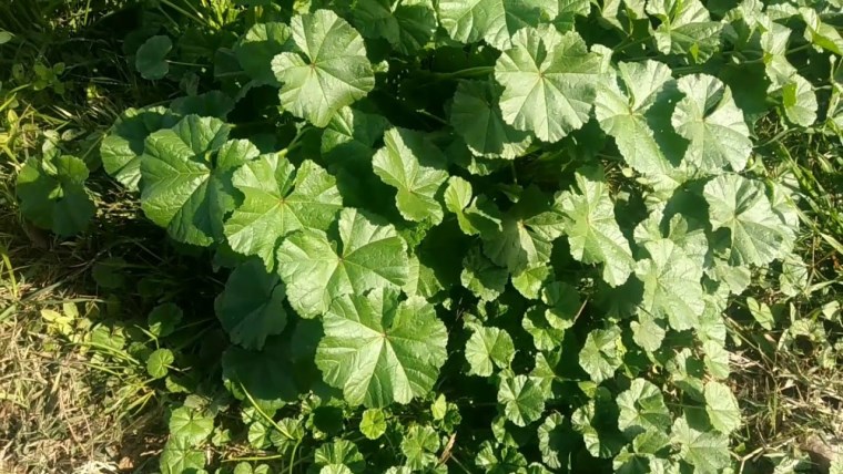 Sigara isteğini kesen 10 besin: Bu gıdalar sigara isteğini azaltıp, vücudu nikotin ve toksinden arındırıyor...