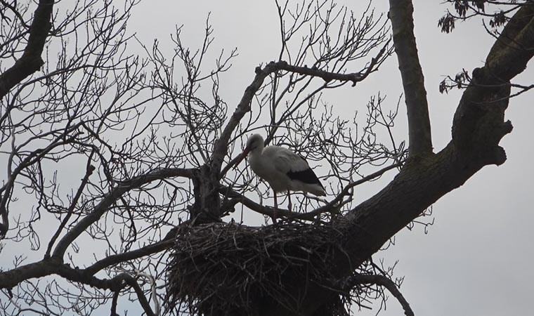Afrika’dan gelen leylekler Leylek Ormanı’na yerleşti: 5 ay Samsun’da kalacaklar