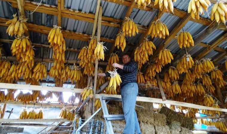 Binlerce mahsul böyle kurutuluyor! Külçe halinde tavana asılıyor…