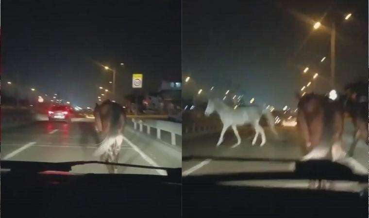 Atlar sokağa döküldü: Sürücülere zor anlar yaşattı