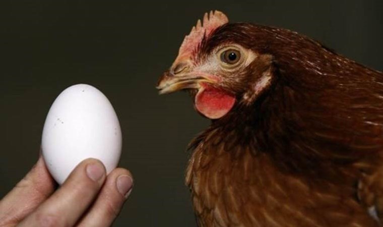 TÜİK: Süt, yumurta ve tavuk eti üretimi arttı