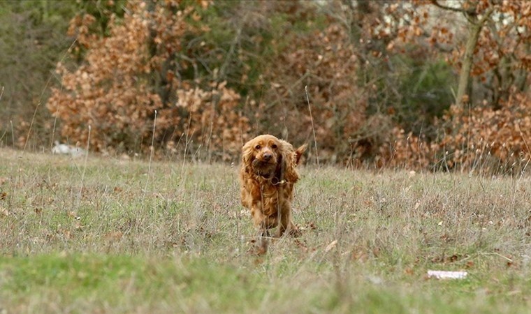 Özel eğitimli köpeklerle toplanıyor! 70 Euroya satılıyor…