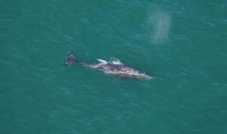 Okyanusta görüntülendi: 200 yıl önce nesli tükenmişti