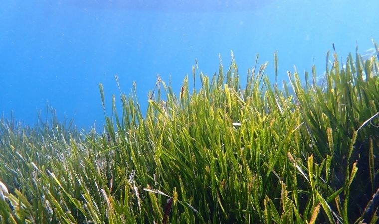 Dünyanın en büyük bitkisi: 20 bin futbol sahası büyüklüğünde