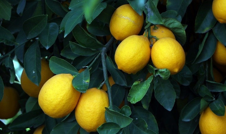 Üretici ile market arasındaki en fazla fiyat farkı limonda!
