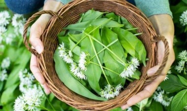 Her derdin şifası olan o bitki: Ayı sarımsağı ve pek bilinmeyen faydaları… – Son Dakika Yaşam Haberleri | Cumhuriyet