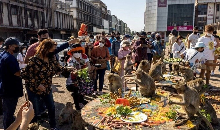Maymun krallığı gerçek oldu… Şehri istila ettiler, yaşamı durma noktasına getirdiler!