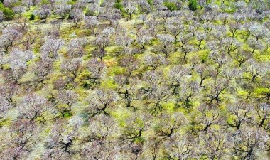 Mersin doğal stüdyoya dönüştü: Bir ay sonra çağlaya dönüşecekler, haziranda hasat edilecekler – Son Dakika Yaşam Haberleri | Cumhuriyet