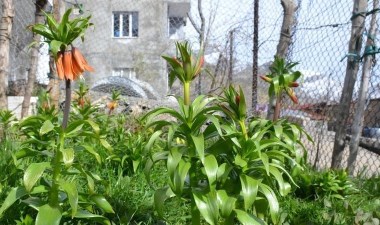 Sadece 20 gün yaşıyor! Koparmanın cezası 75 bin lira… – Son Dakika Yaşam Haberleri | Cumhuriyet