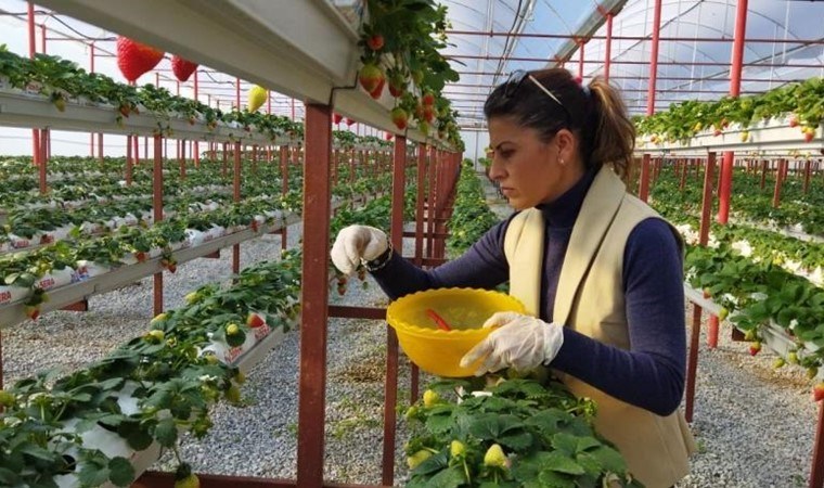 15 yıllık öğretmenlik mesleğini bıraktı, seracılığa başladı! Söke’de ilk kez o ihraç etti…