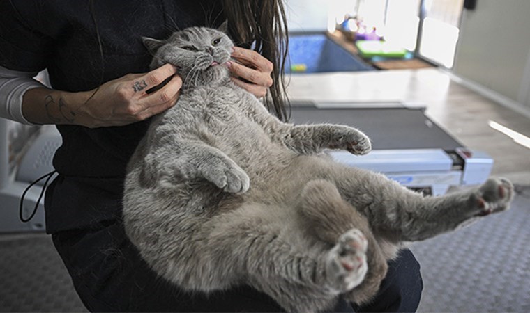 Hareket etmeyi sevmeyen kedi ‘Şiraz’ obez oldu, pilates ve yüzmeye zayıflıyor