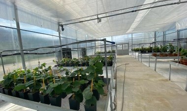 Mikro çoğaltımla üretilecek: 50 bin adet  rekolte bekleniyor… – Son Dakika Yaşam Haberleri | Cumhuriyet