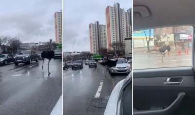 Hayvanat bahçesinden kaçtı, trafiği birbirine kattı! – Son Dakika Dünya Haberleri | Cumhuriyet