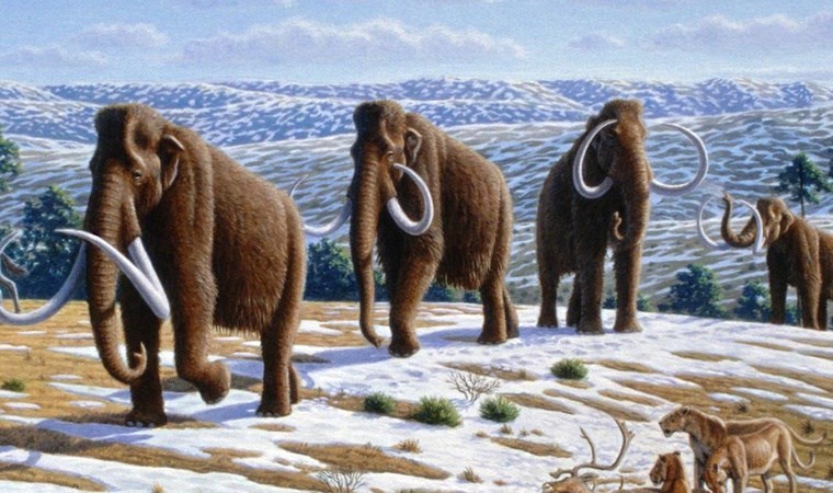 10 yıllık çalışma sonuç verdi: ‘Mamutlar geri gelebilir’