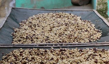 Asgari ücretten daha pahalı olan en lüks 4 yiyecek – Son Dakika Yaşam Haberleri | Cumhuriyet