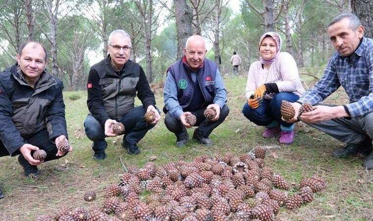 Türkiye’nin fıstık ambarında bereketli hasat: Verimi 3 katladı…